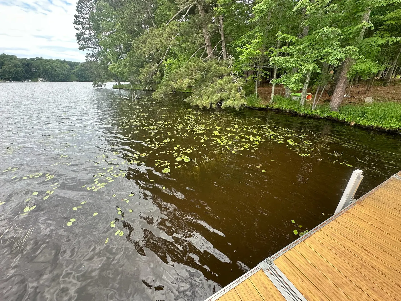 Dense aquatic plants growing alongside a dock before service